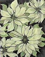 [flower]